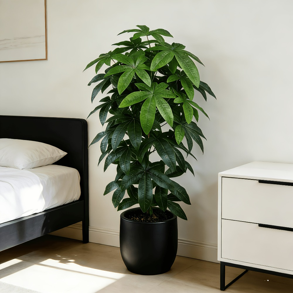 Ficus Lyrata Tree - An Artificial Money Tree Pachira Aquatica